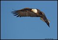 _2SB6941 bald eagle